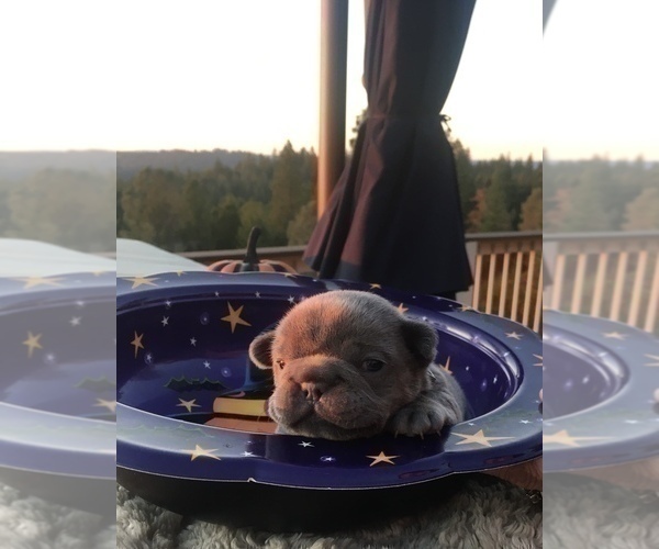 Medium Photo #29 French Bulldog Puppy For Sale in PLACERVILLE, CA, USA