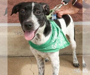 Wandy - Female Retriever -Unknown Mix Dog for Adoption - Photo #4
