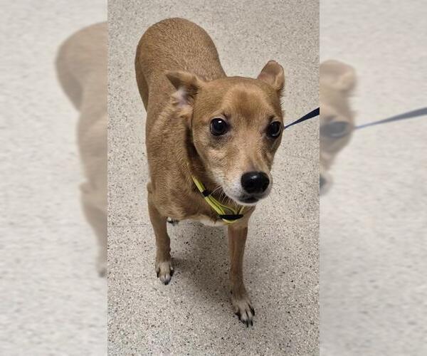 Medium Photo #1 Chihuahua-Unknown Mix Puppy For Sale in Bakersfield, CA, USA