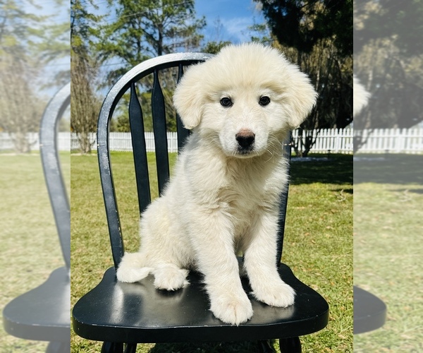 Medium Photo #8 Great Pyrenees Puppy For Sale in OCALA, FL, USA