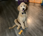 Small Photo #1 Goldendoodle Puppy For Sale in GILBERT, AZ, USA