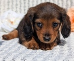 Small Photo #39 Dachshund Puppy For Sale in GOSHEN, IN, USA