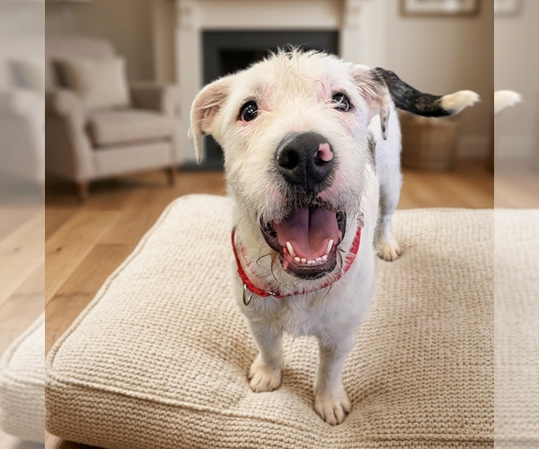 Medium Photo #8 Mutt Puppy For Sale in Vail, AZ, USA