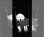 Small Photo #1 English Cream Golden Retriever Puppy For Sale in WENDELL, NC, USA