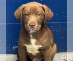 Small Labrador Retriever-Retriever  Mix
