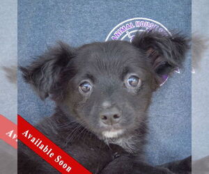 Chiranian Dogs for adoption in Huntley, IL, USA