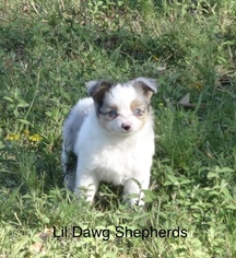 Miniature Australian Shepherd Puppy for sale in BONNERDALE, AR, USA