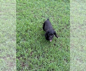 Boykin Spaniel Litter for sale in MADISON, FL, USA