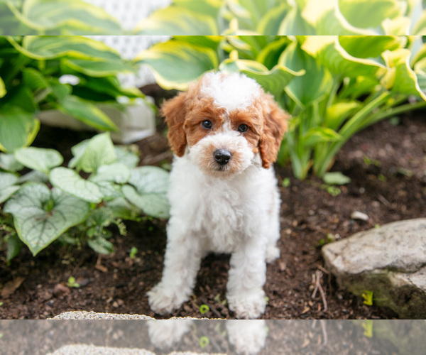 Medium Photo #3 Poodle (Miniature) Puppy For Sale in FREDERICKSBURG, OH, USA