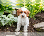 Small Photo #3 Poodle (Miniature) Puppy For Sale in FREDERICKSBURG, OH, USA