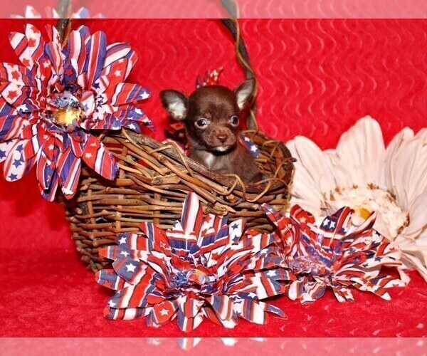 Medium Photo #7 Chihuahua Puppy For Sale in CHARLESTON, AR, USA