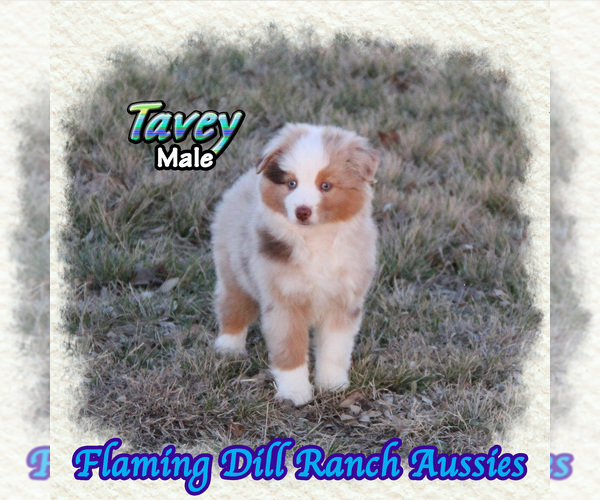Medium Photo #1 Miniature Australian Shepherd Puppy For Sale in FORESTBURG, TX, USA