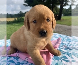Golden Retriever Puppy for Sale in COLUMBIANA, Ohio USA