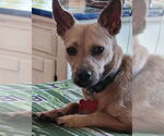 Small #5 Chihuahua Mix