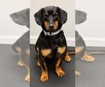 Small Dachshund