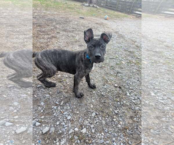 Medium Photo #4 Mutt Puppy For Sale in White Bluff, TN, USA