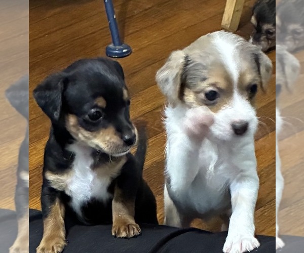 Medium Photo #23 German Hunting Terrier-Lowchen Mix Puppy For Sale in HENRICO, VA, USA