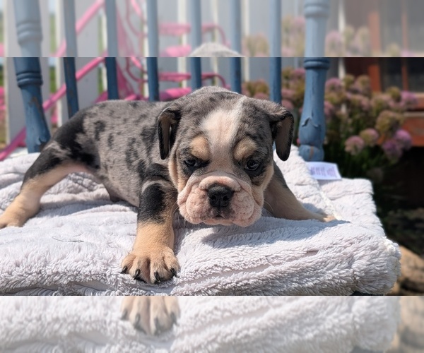 Medium Photo #11 English Bulldog Puppy For Sale in GOSHEN, IN, USA