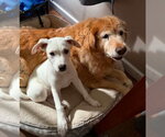 Small Photo #7 Labrador Retriever-Unknown Mix Puppy For Sale in Alexander, AR, USA