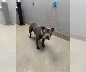 American Pit Bull Terrier-Unknown Mix Dogs for adoption in Las Vegas, NV, USA