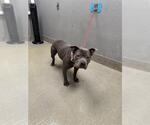 Small American Pit Bull Terrier Mix