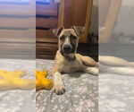 Small #1 Black Mouth Cur Mix