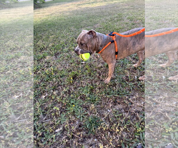 Medium Photo #9 Bull Terrier-Unknown Mix Puppy For Sale in Holly Springs, NC, USA