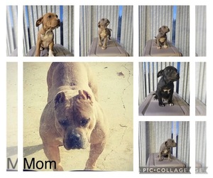 Bully Bordeaux Puppy for sale in YUCAIPA, CA, USA