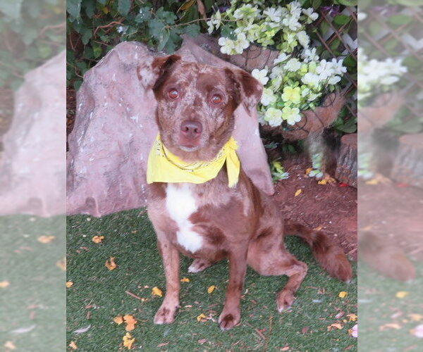 Medium Photo #2 Catahoula Leopard Dog-Unknown Mix Puppy For Sale in Oklahoma City, OK, USA