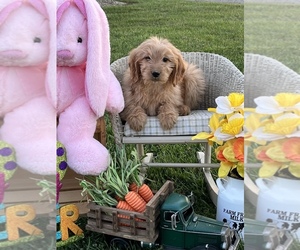 Goldendoodle Puppy for sale in PEEBLES, OH, USA