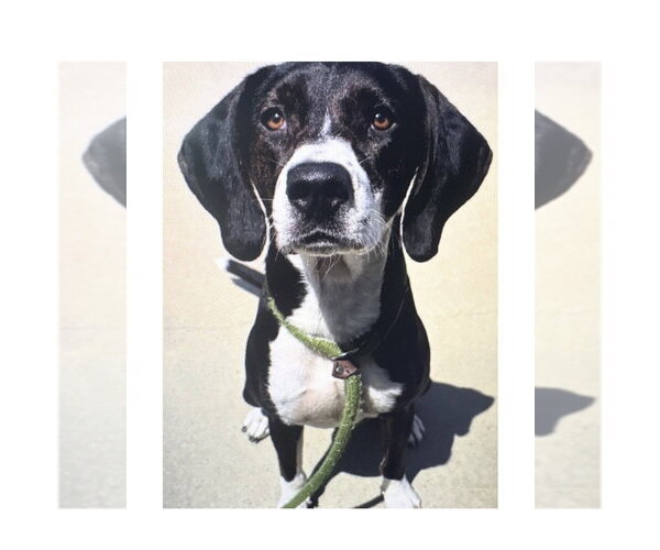 Medium Photo #3 Mutt Puppy For Sale in Mooresville, NC, USA