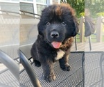 Puppy Pinky Pie Newfoundland