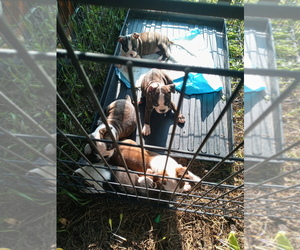 Buggs Puppy for sale in HUTCHINSON, MN, USA