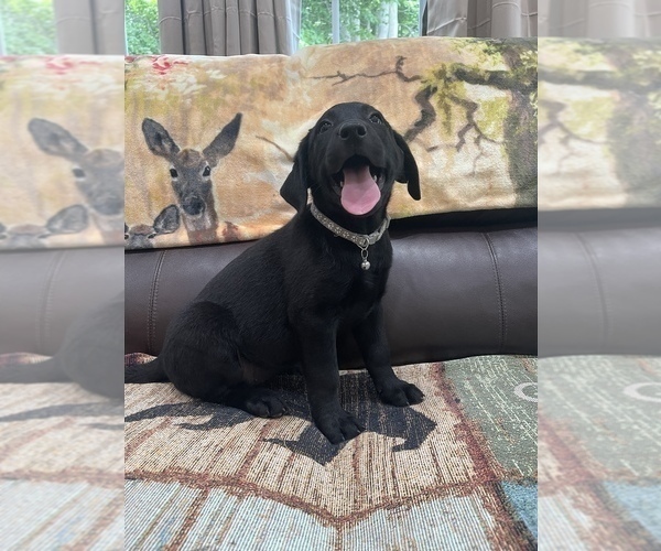 Medium Photo #1 Labrador Retriever Puppy For Sale in ELKTON, KY, USA