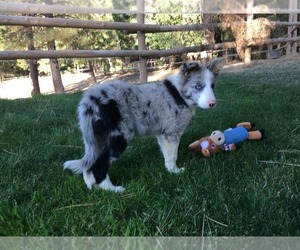 Border Collie Puppy for sale in MARIPOSA, CA, USA