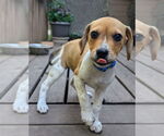 Small Beagle