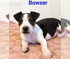 Mutt Dogs for adoption in Des Moines, IA, USA