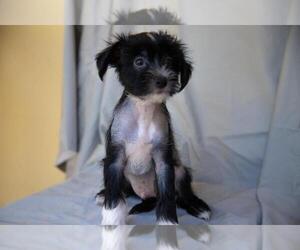 Chinese Crested Puppy for sale in COOPER CITY, FL, USA