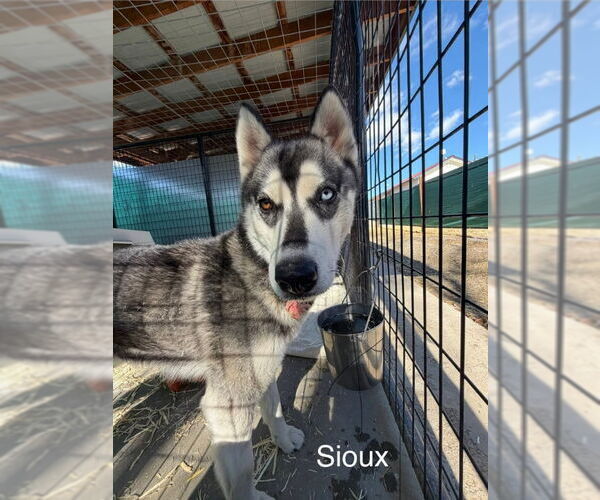 Medium Photo #4 Siberian Husky Puppy For Sale in Monte Vista, CO, USA