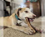Small #6 Labrador Retriever Mix