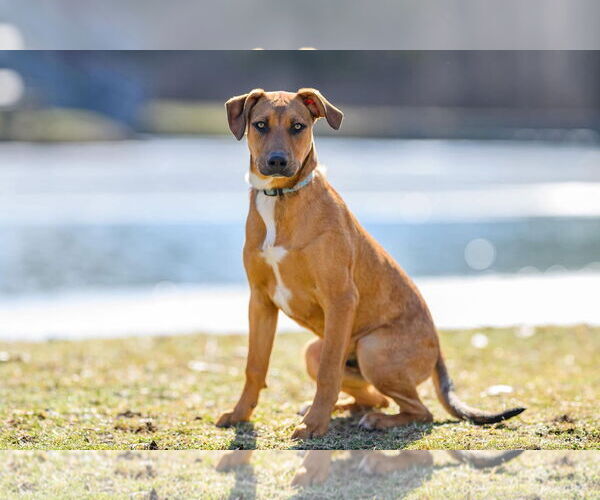 Medium Photo #7 Mutt Puppy For Sale in Germantown, OH, USA
