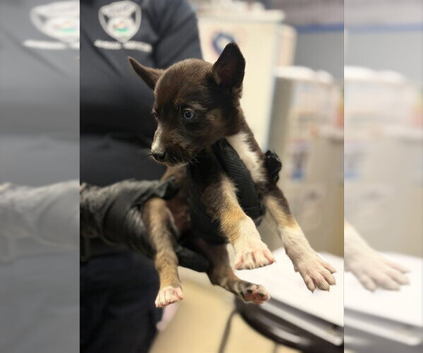 Medium Photo #1 Siberian Husky-Unknown Mix Puppy For Sale in Stockton, CA, USA