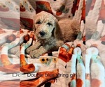 Puppy Puppy 8 Goldendoodle