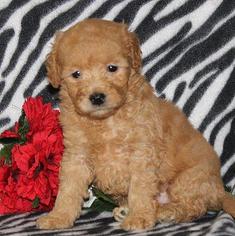 Goldendoodle-Poodle (Toy) Mix Puppy for sale in GAP, PA, USA