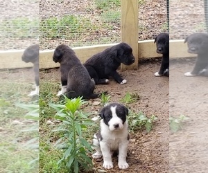 Great Pyredane Puppy for sale in WOODVILLE, AL, USA