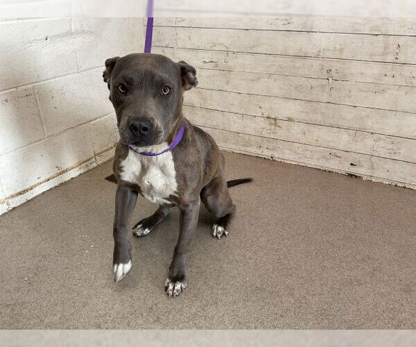 Medium Photo #1 American Pit Bull Terrier Puppy For Sale in San Bernardino, CA, USA
