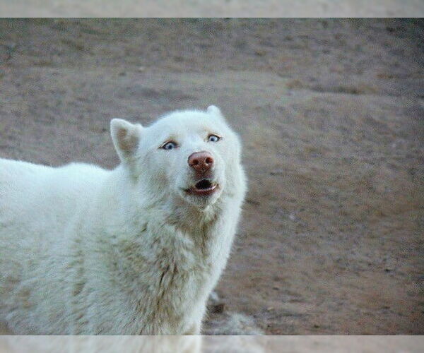 Medium Photo #12 Siberian Husky Puppy For Sale in Pacific grove , CA, USA