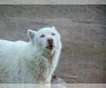 Small #11 Siberian Husky