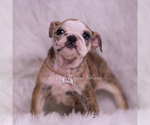 Small Photo #26 Bulldog Puppy For Sale in WARSAW, IN, USA