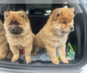 Chow Chow Puppy for sale in BRISTOL, CT, USA